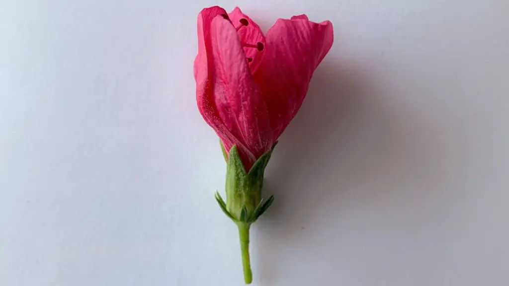 What Is Literal Language In Poetry